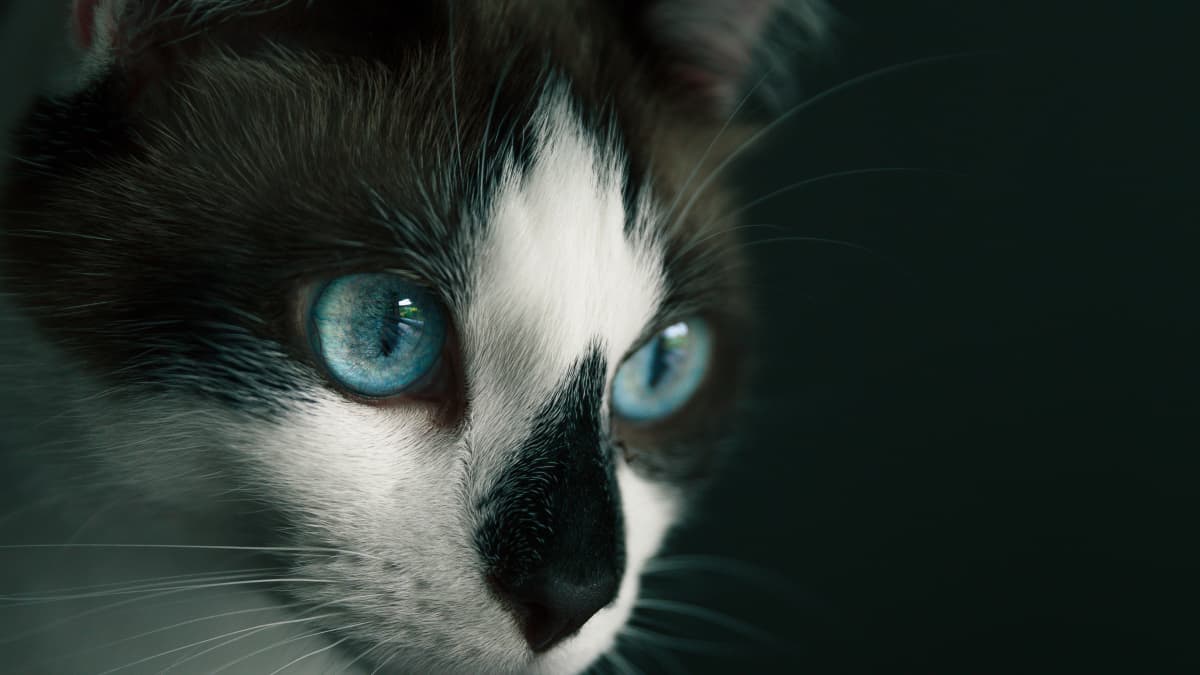 Treating Conjunctivitis in Cats PetHelpful