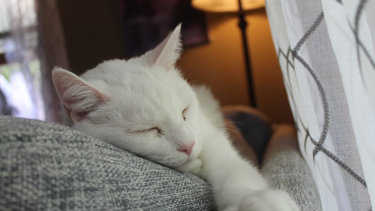 Giving Your Cat IV Subcutaneous Fluids at Home With Photos PetHelpful