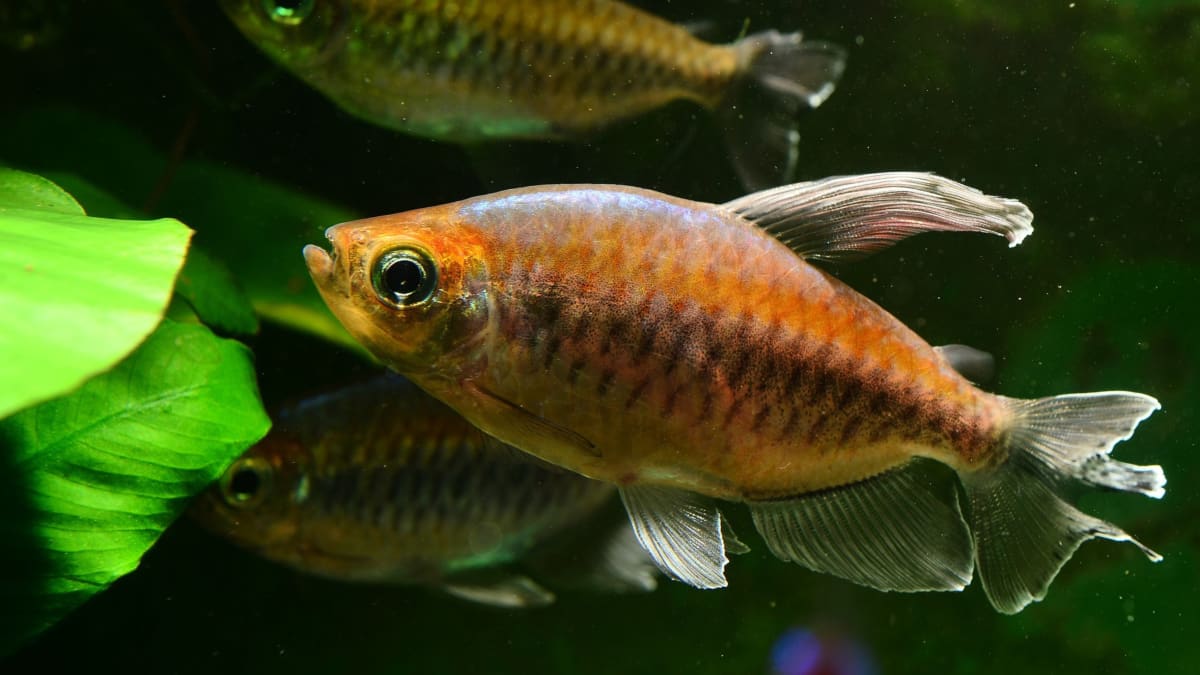 Tetra care aquarium store