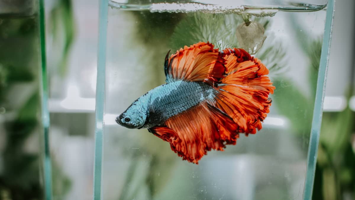 2 betta fish in one tank clearance
