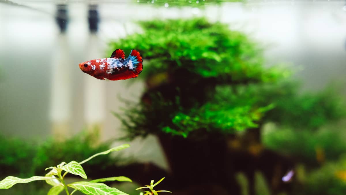 Best Heaters for a 5 Gallon Freshwater Aquarium Fish Tank Reviews PetHelpful