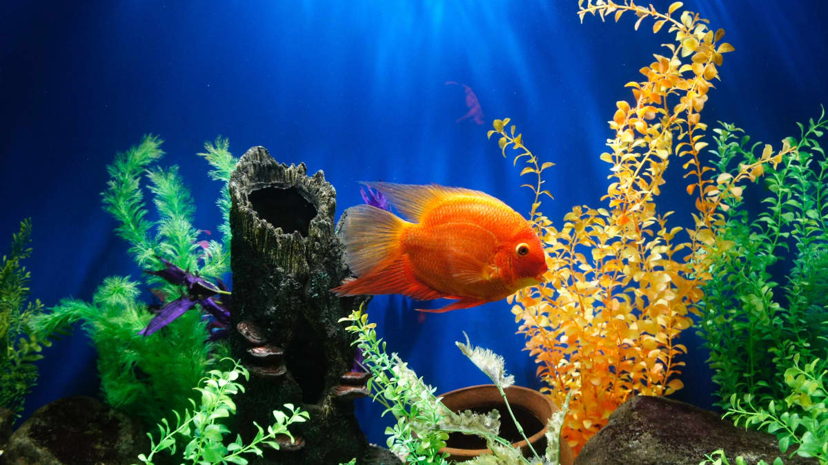 Paint for aquarium ornaments sale