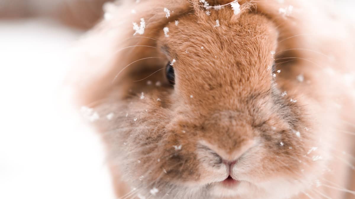 Pet rabbits outside in winter cheap