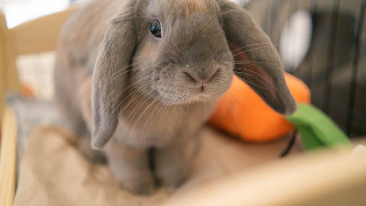 Toys for Rabbits PetHelpful
