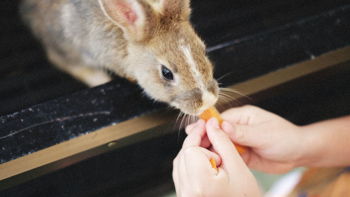 Bunny Care and Feeding Can Rabbits Eat Chicken PetHelpful