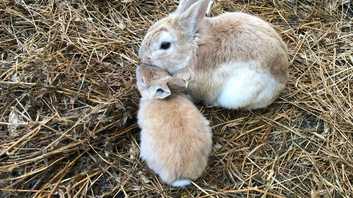 Do Rabbits Need Straw or Hay Bunny Bedding vs. Feeding PetHelpful