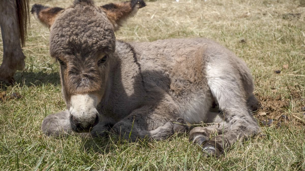 Donkey slippers 2025