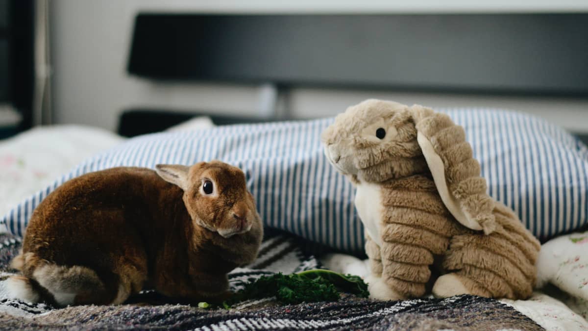 Toys for bored rabbits discount