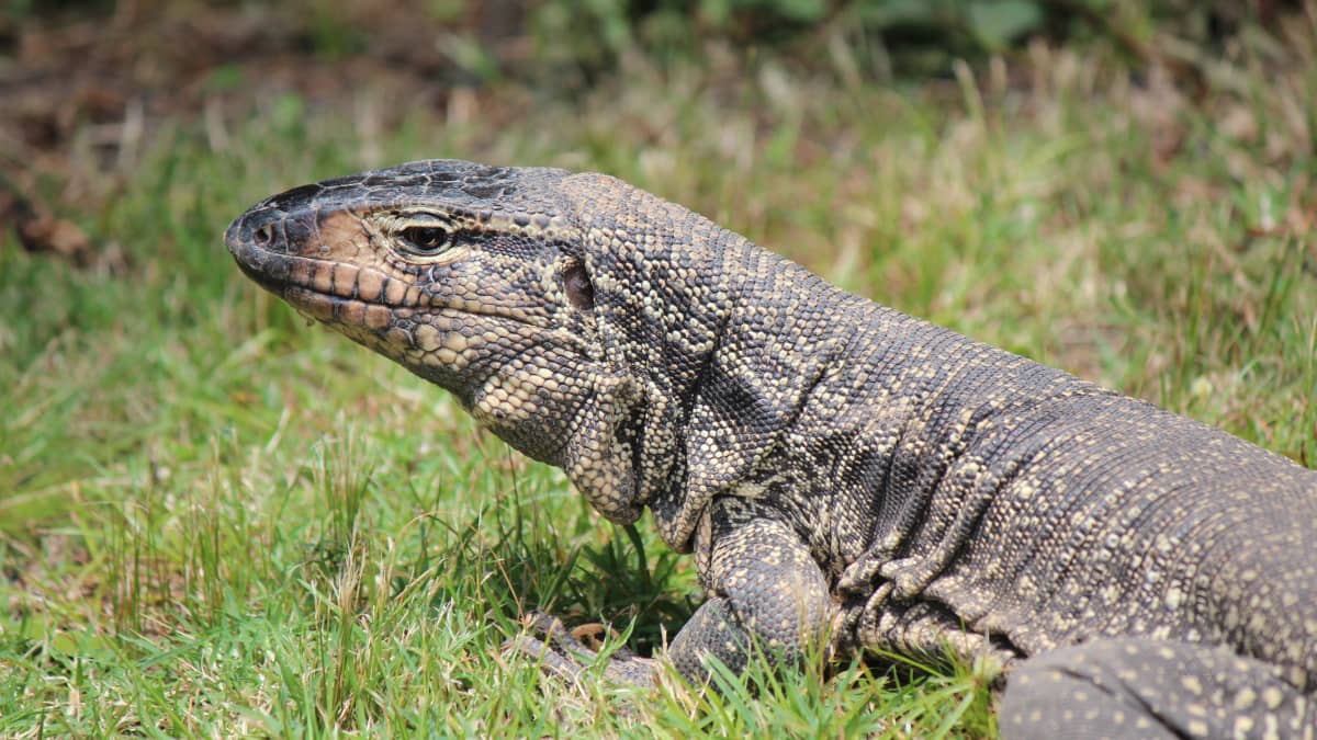 Pet shops that sell lizards near me shop