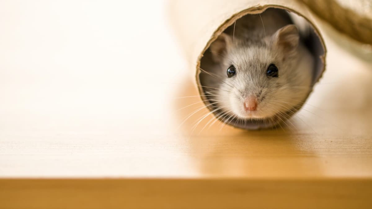 Pets at home hamsters to buy top
