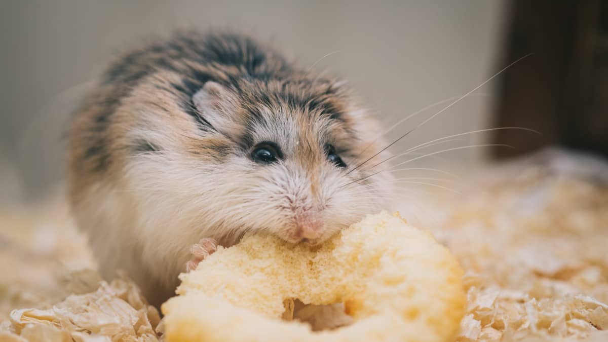 DIY Organic Hamster Food Recipe and Hamster Diet Tips PetHelpful