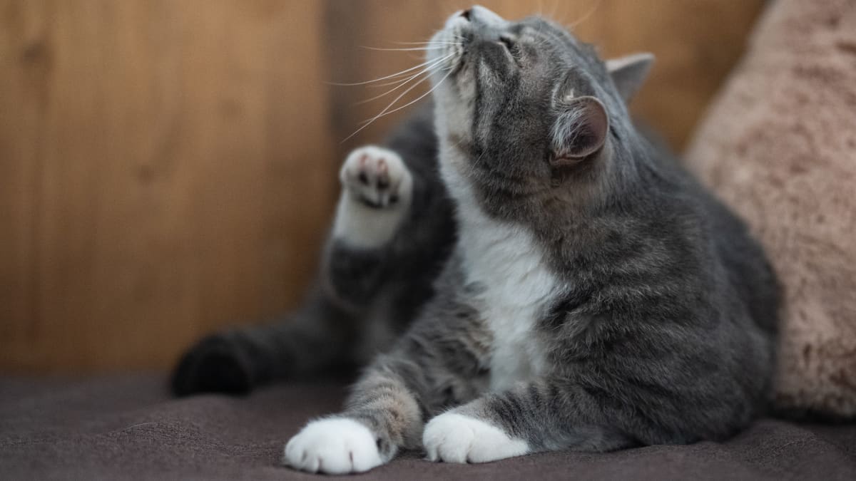 Cats carry bed bugs 2025