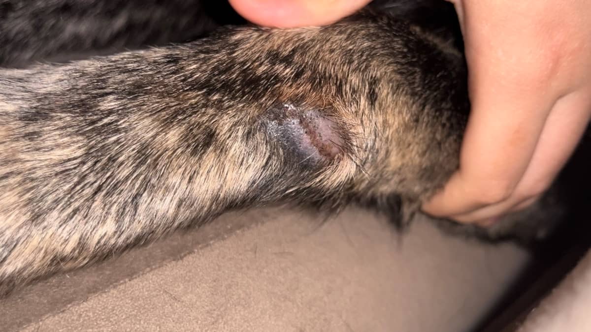 Raw skin on dog outlet