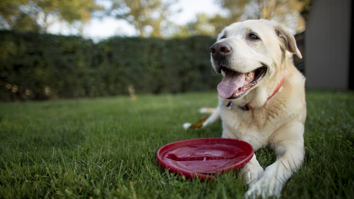 Yellow Lab s Obsession with Frisbee Golf Discs Turns Into