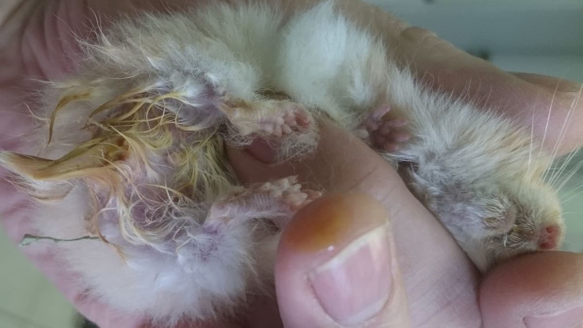 Wet tail hamster treatment antibiotics hot sale