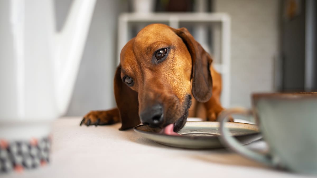 Dachshund homemade dog food store recipes