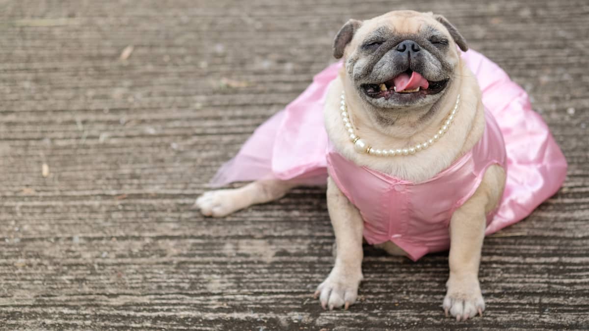 Precious Pug Dressed As a Barbie Girl Is Impossible to Resist