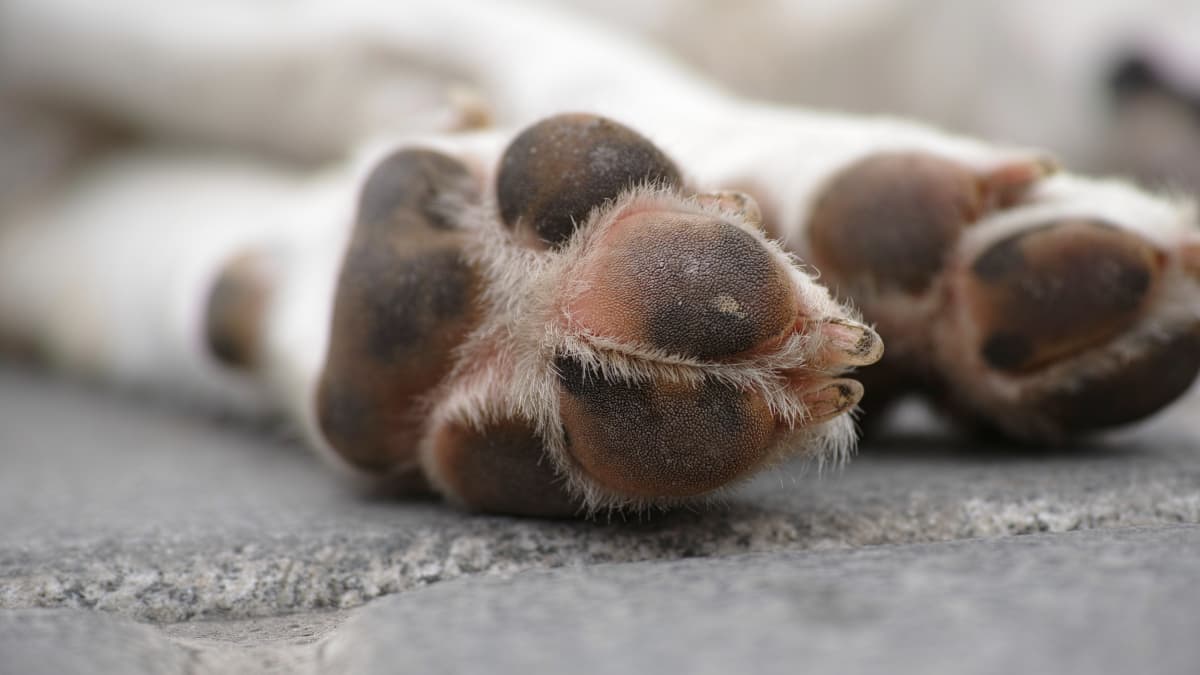 Paw pad burn treatment discount