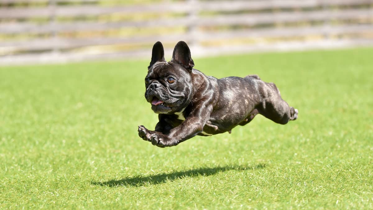 How fast can top french bulldogs run