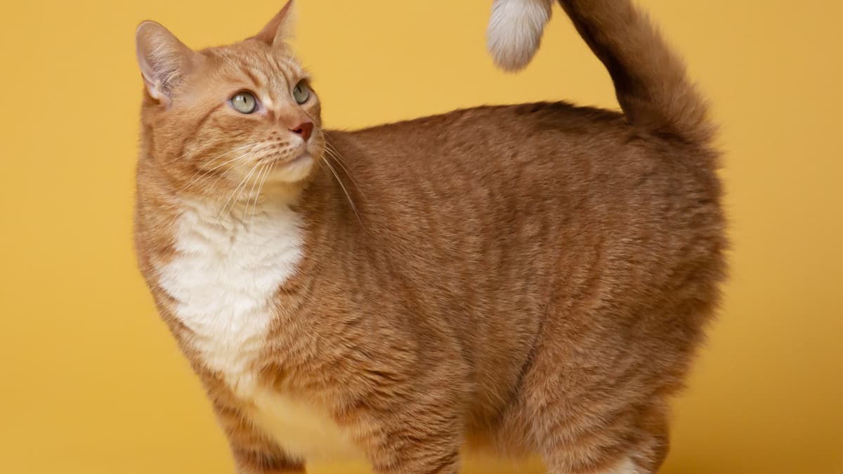 Otc tapeworm medicine for cats outlet