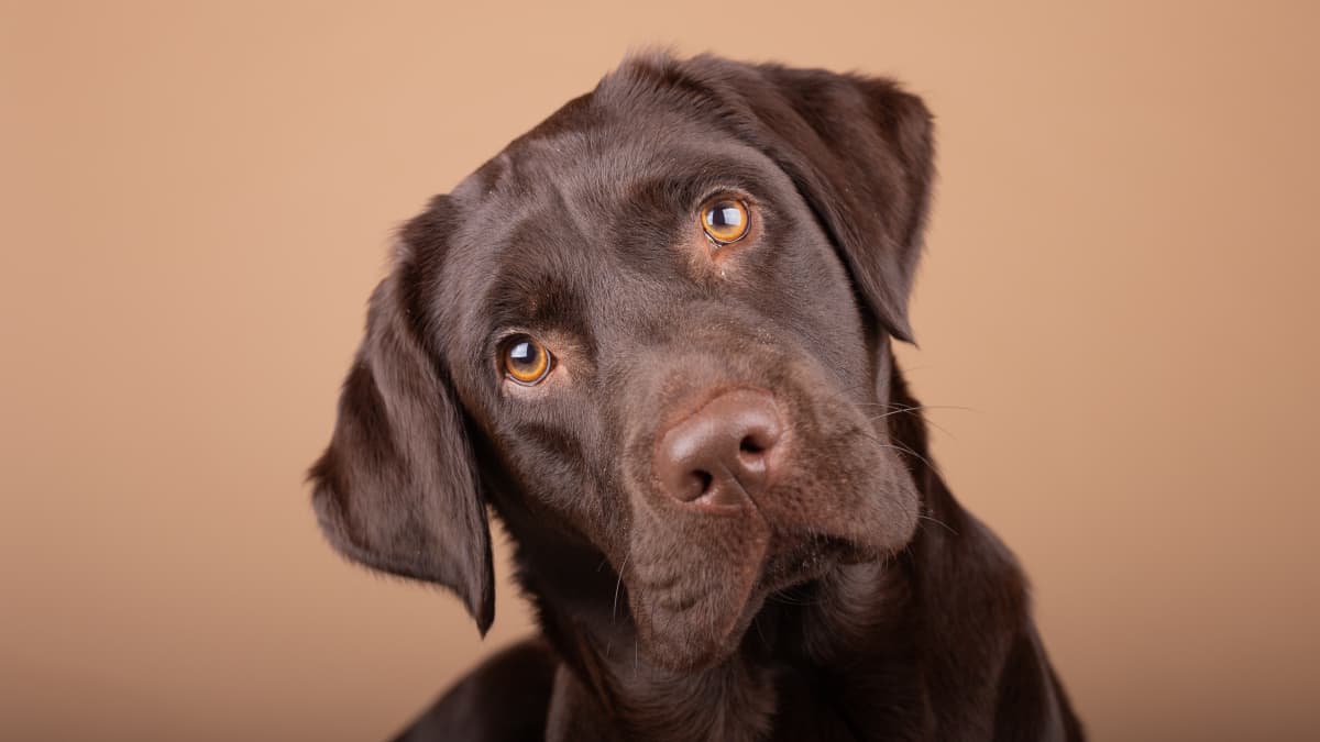Baby chocolate sales labrador