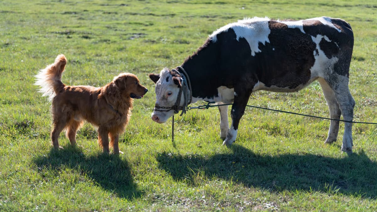 Dog discount and cow