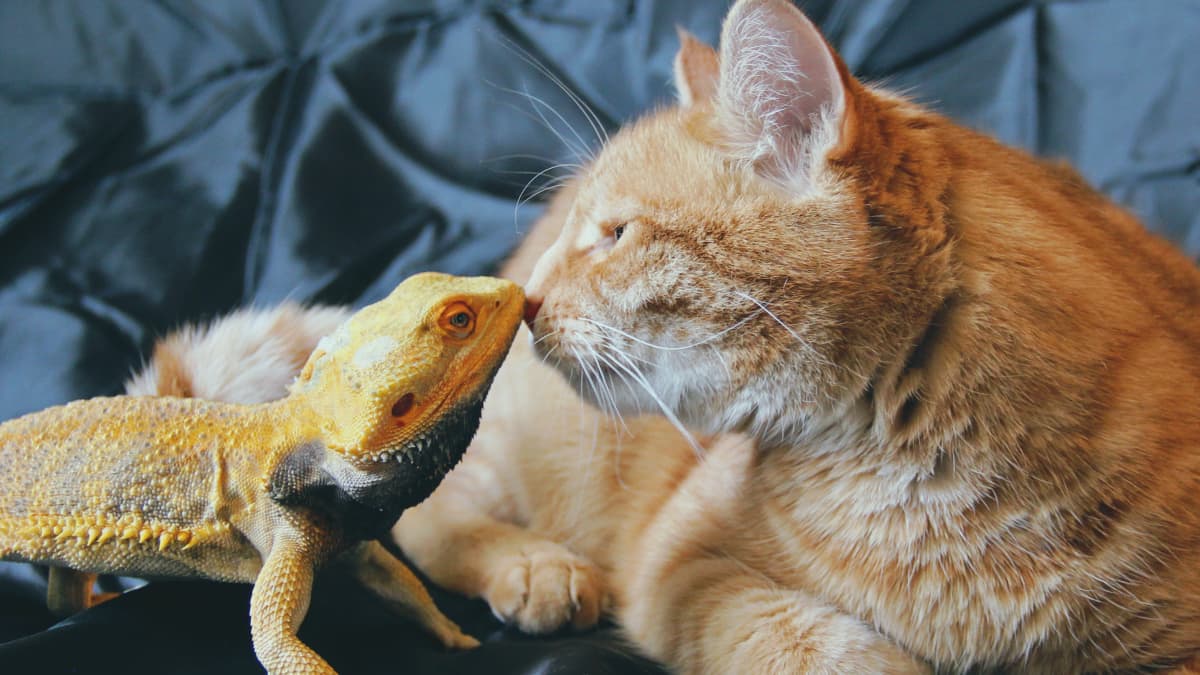 Dog and bearded dragon 2025