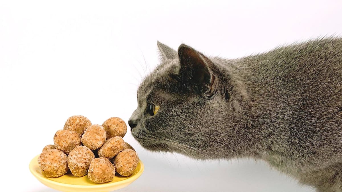 What Can I Feed a Picky Cat Who Won t Eat Enough PetHelpful