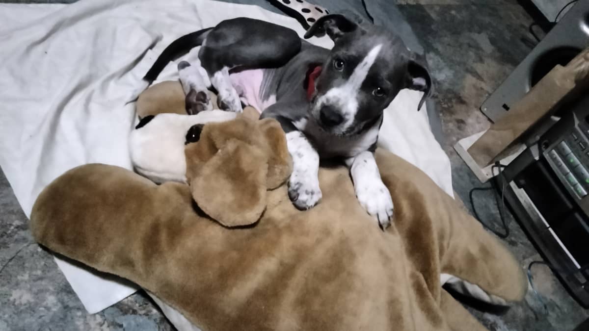 What to feed a puppy with parvo outlet
