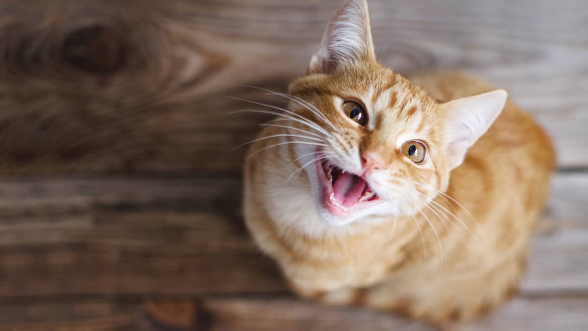 Cat s Adorable Conversation With Mom Couldn t Be More
