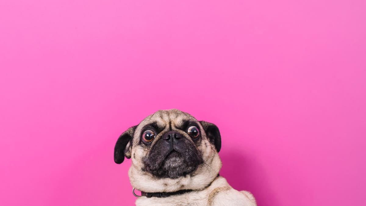 Pug s Comical List of Likes and Dislikes Is Totally Spot On PetHelpful