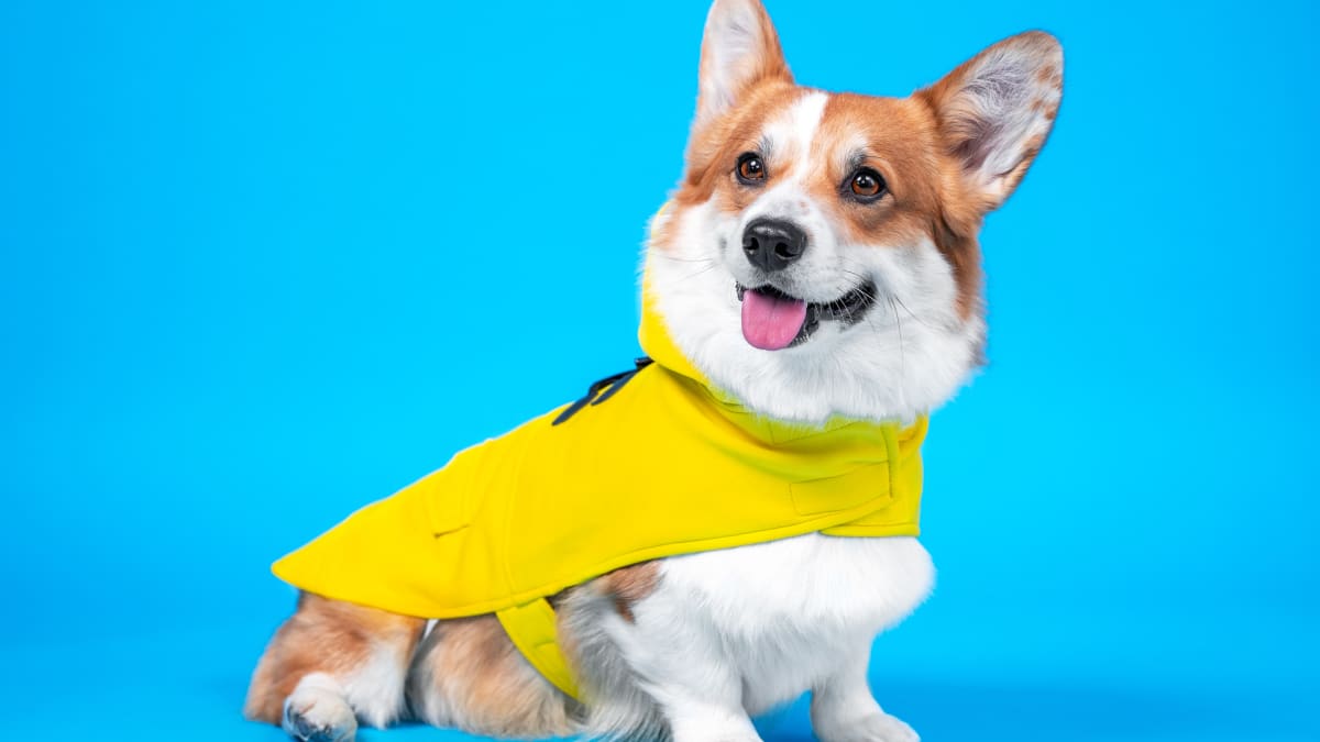 Funny corgi videos outlet