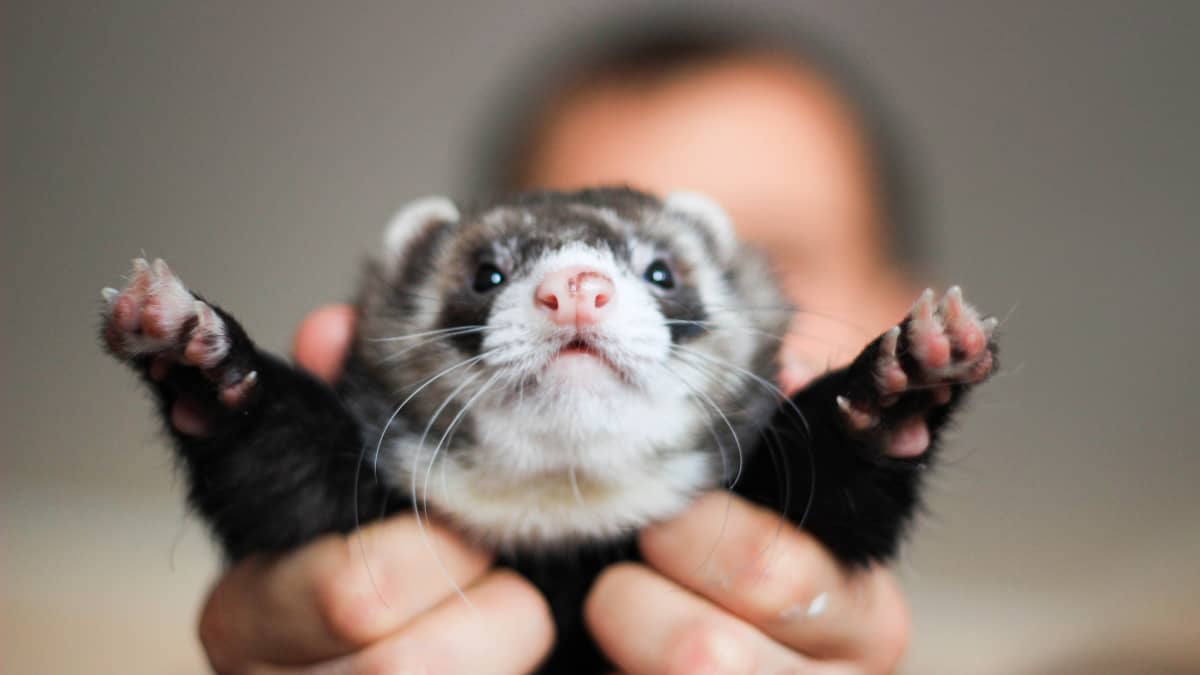 Adorable Ferret Frolics in Dry Pasta and We re Here for It