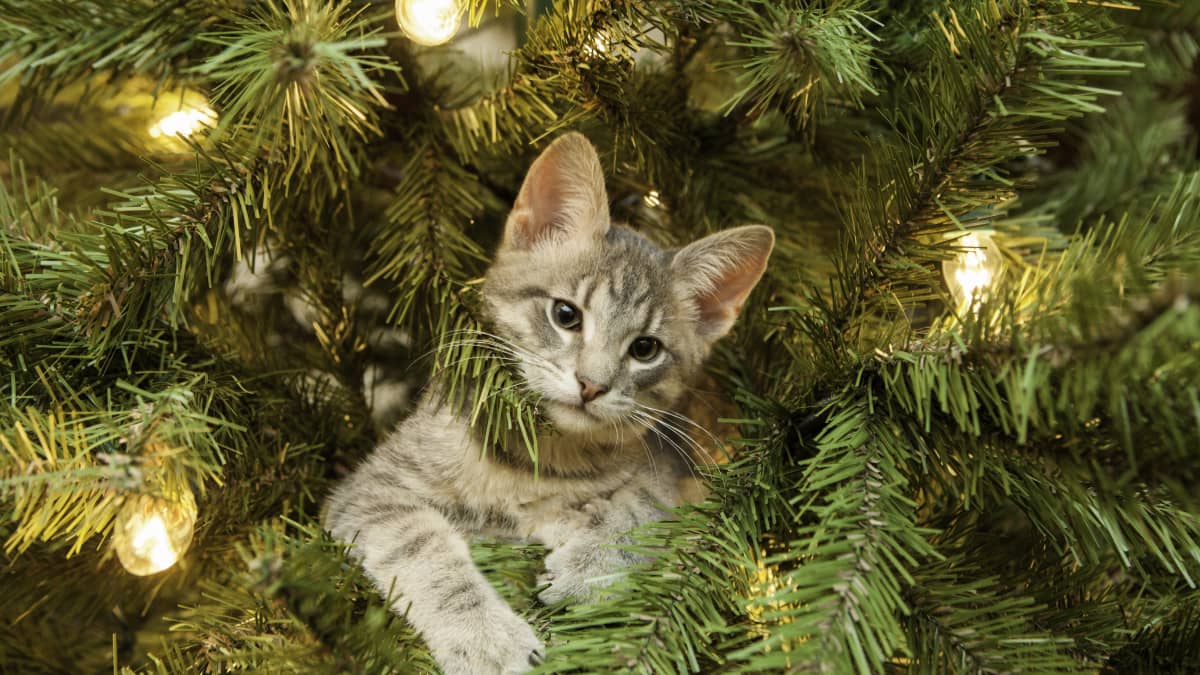 Cats destroy store christmas tree