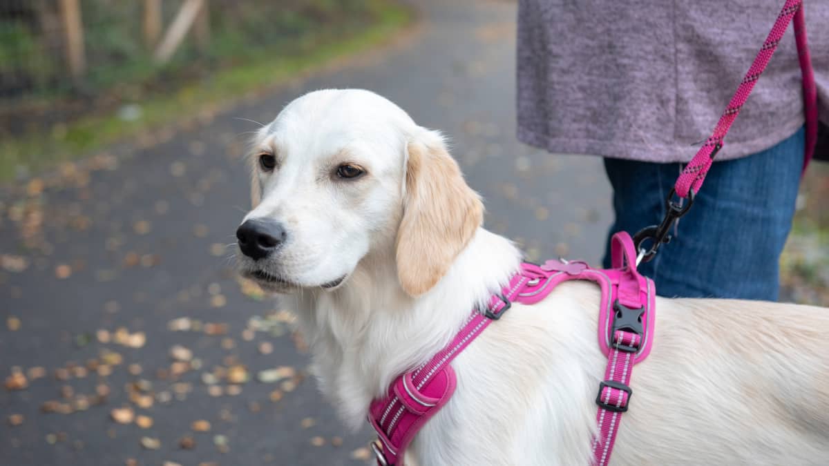 Golden Retriever s Funny Reaction to Mom Putting Her Harness on Is
