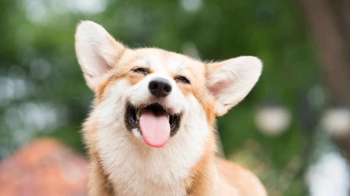 Corgi dancing online