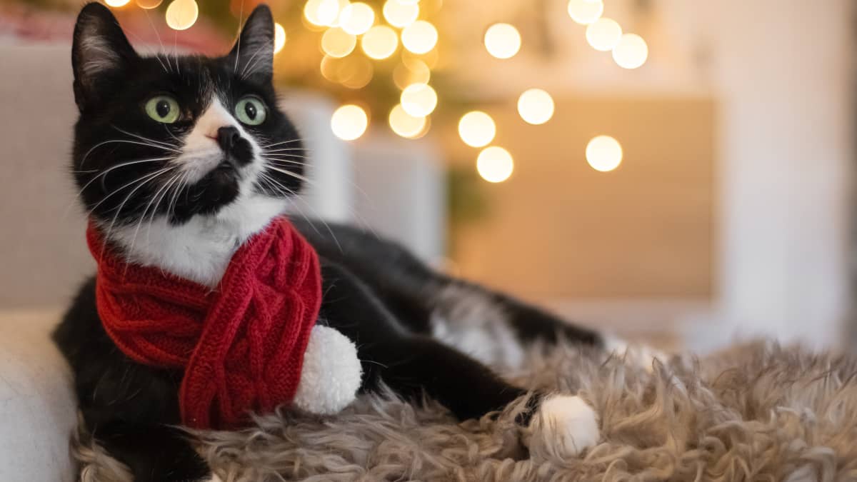 Cat christmas hot sale leggings