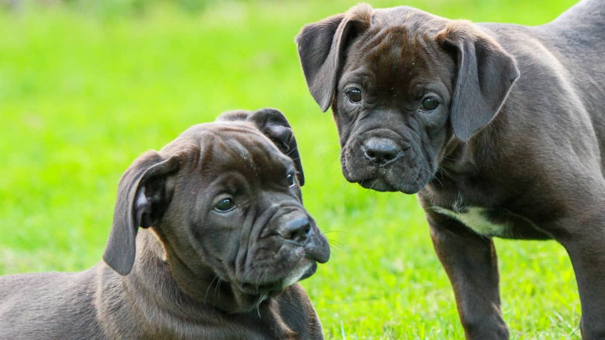 What Do Puppies Need on a Raw Food Diet PetHelpful