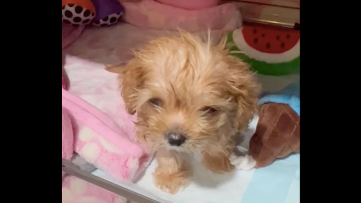 My sweet pea puppies shop