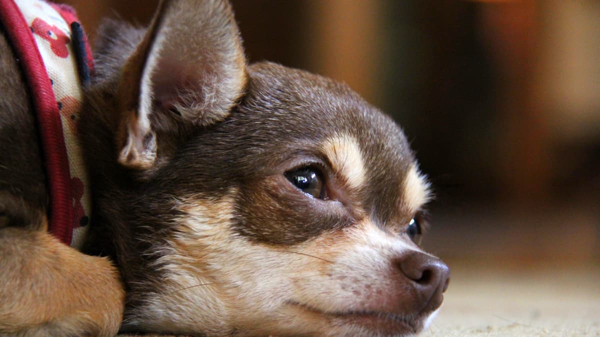 If a dog has parvo can it be cured best sale