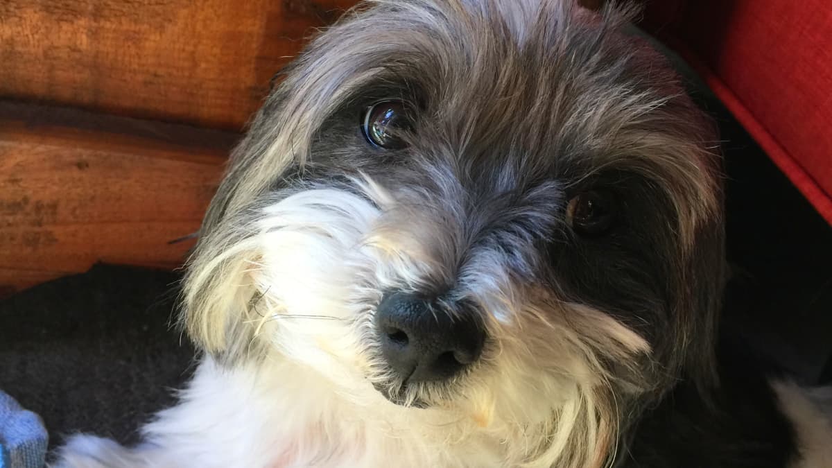 Old dog incontinence treatment clearance