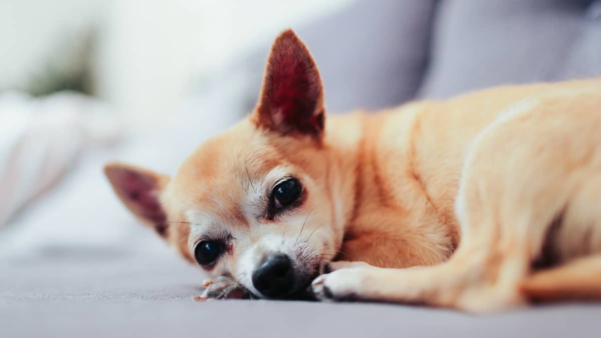 What's the best diet for a dog on sale