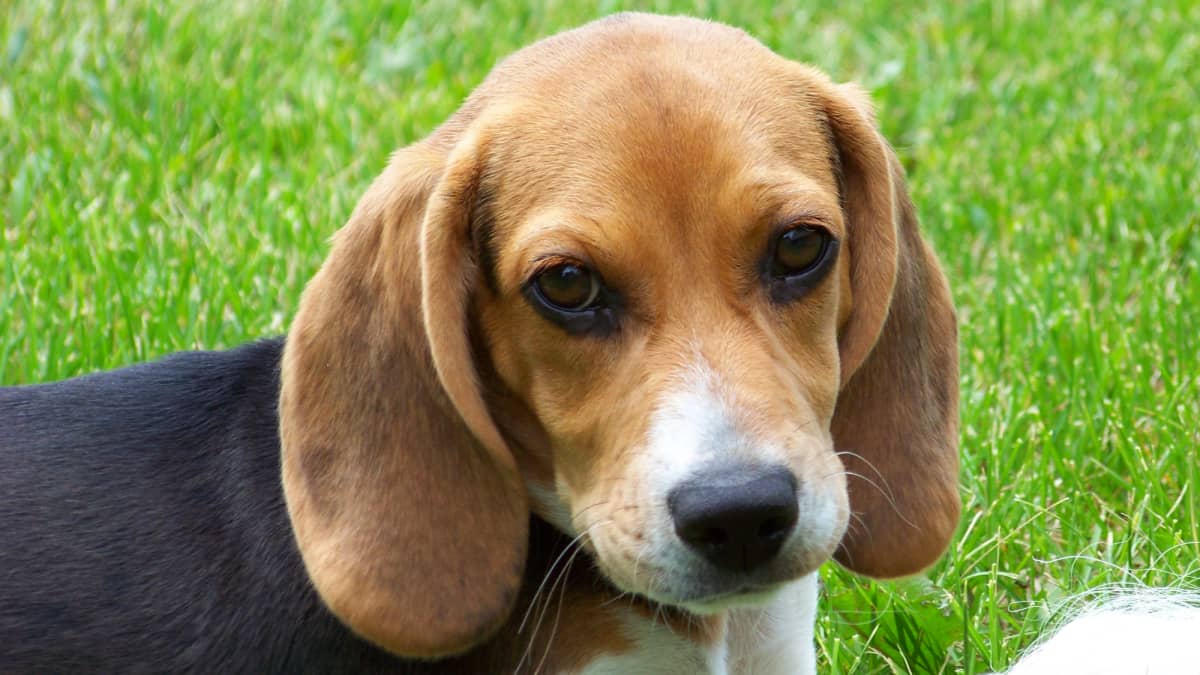 Treating ringworm in dogs at home outlet