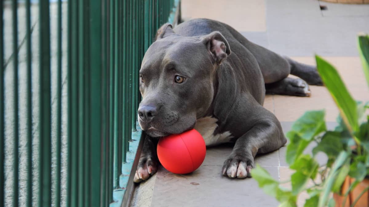 Foster Pit Bull Mix Discovering How to Play with Toys Is Beyond Precious PetHelpful