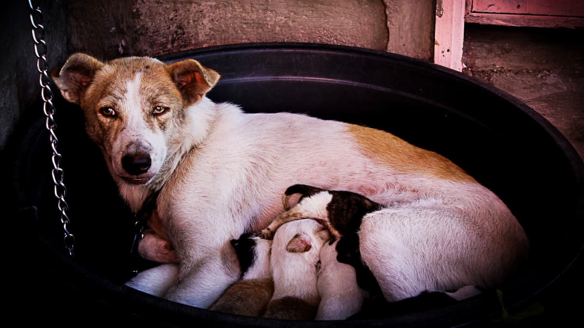 When to give puppies water cheap