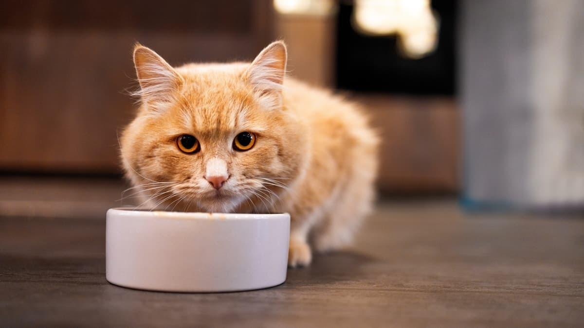 Cat food for struvite crystals discount