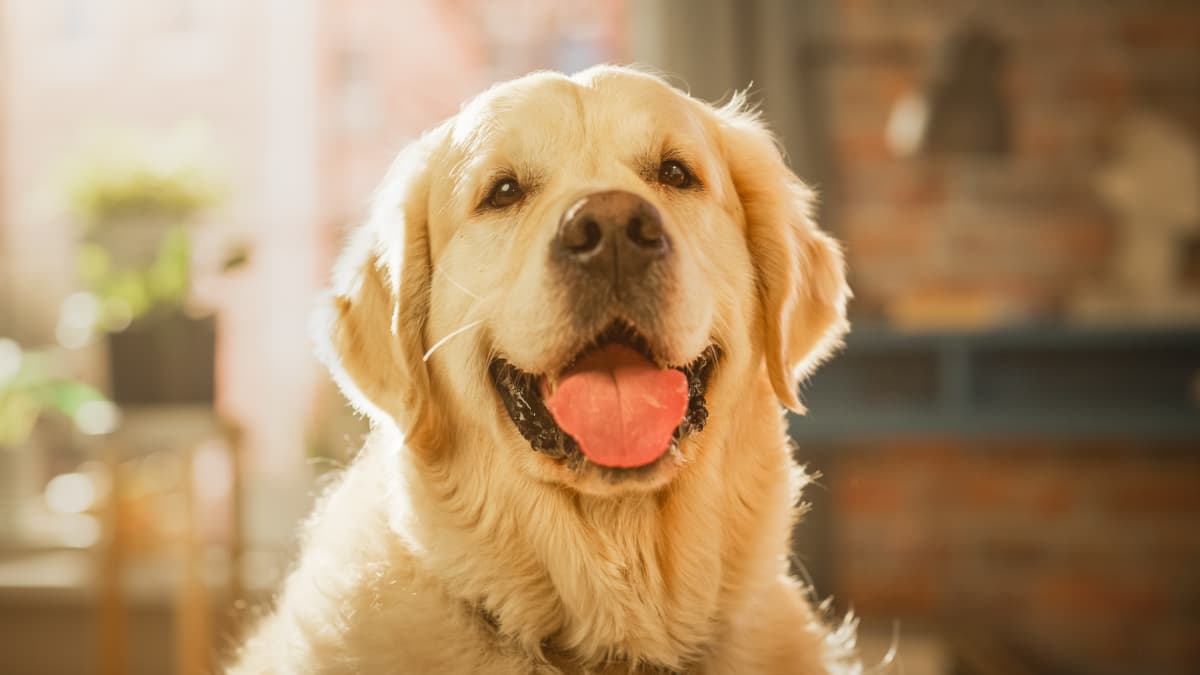 Golden deals retriever muzzle