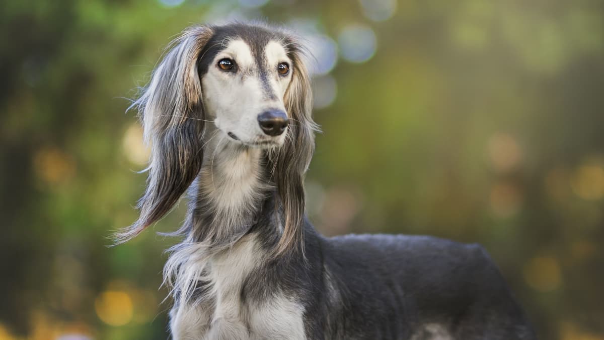 Understanding the Saluki Traits History and Care of the Persian Greyhound PetHelpful