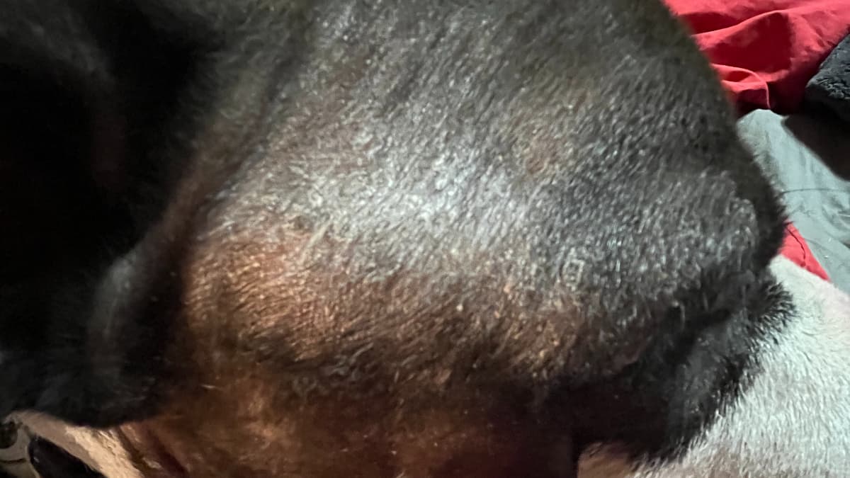 Why Is My Dog Losing Hair Can I Diagnose His Skin Disease at Home PetHelpful
