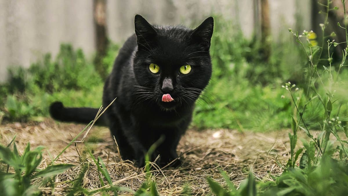 Can a Diet Help My Cat With IBS PetHelpful
